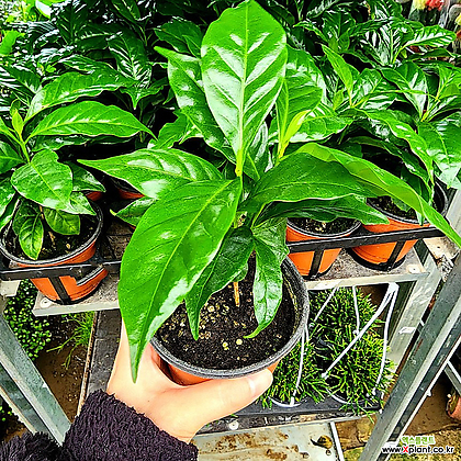 커피나무 소품 열매나무 커피열매 열매식물 향기나는나무 커피향 공기정화식물
