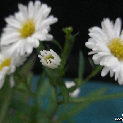 아스타(흰꽃)