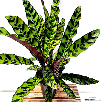 인시그니스 칼라데아 중품 부부초 반전식물 키우기쉬운식물 공기청정 수입 무늬 희귀