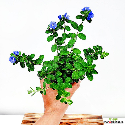 아메리칸블루 소품 파란꽃 야생화 꽃식물 사계절꽃 감성식물