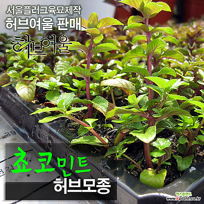[허브여울모종] 쵸코민트 모종 10개 (식용허브티/노지월동) - 서울육묘생산 정품모종