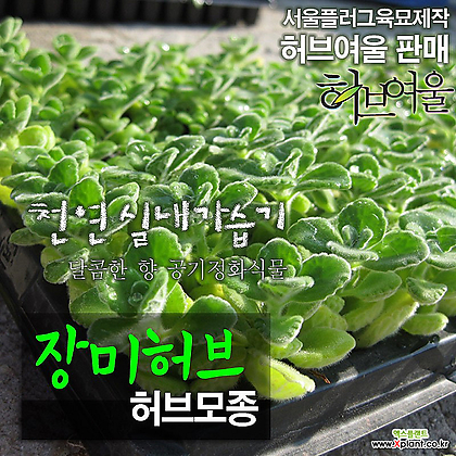 [허브여울모종] 장미허브 모종 10개 (공기정화/천연가습) - 서울육묘생산 정품모종