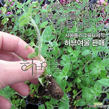 [허브여울모종] 오레가노 10개 (천연조미료/노지월동) - 서울육묘생산 정품모종