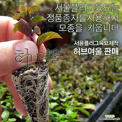 [허브여울모종] 쵸코민트 모종 50개 (식용허브티/노지월동) - 서울육묘생산 정품모종
