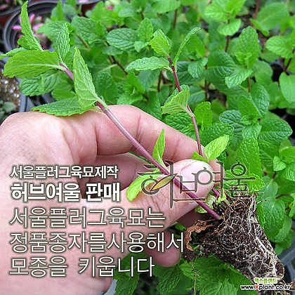 [허브여울모종] 스피아 민트 모종 10개 (식용허브티/노지월동) - 서울육묘생산 정품모종