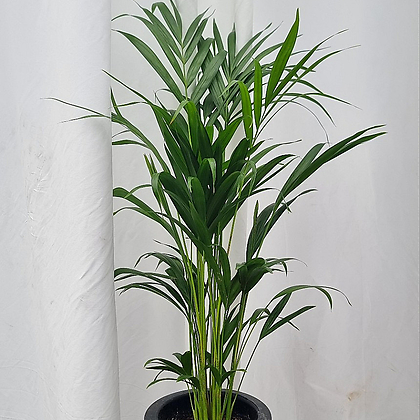 서비내 아레카야자 중대품 전체높이 약 80cm 공기정화식물 반려식물 인테리어 플랜테리어