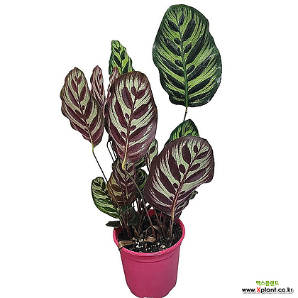 칼라데아 마꼬야나 공기정화식물 반려식물 미니화분 희귀식물 무늬종식물 18