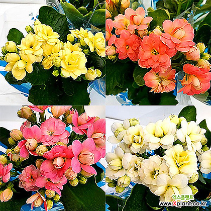 꽃나무드림 겹카랑코에 소품 칼란디바 실내 꽃식물 사계절꽃 가랑코에 칼랑코에 색상랜덤