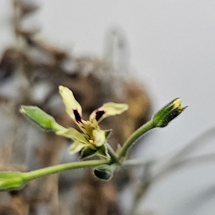 pelargonium trifoliatum 펠라고니움 트리폴리아툼