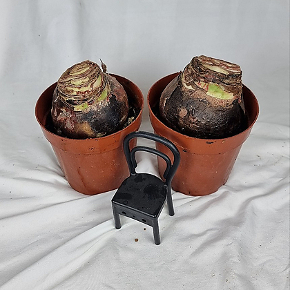 서비내 아마릴리스 화분구근  amaryllis (색 랜덤) 구근식물 화단식물 노지식물 플랜테리어