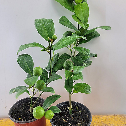 오렌지 레몬나무(한목대)  2개묶음판매