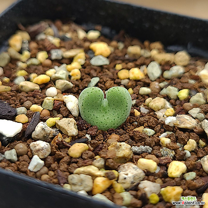 コノフィツム ビロブム EA272 conophytum-bilobum-v0-