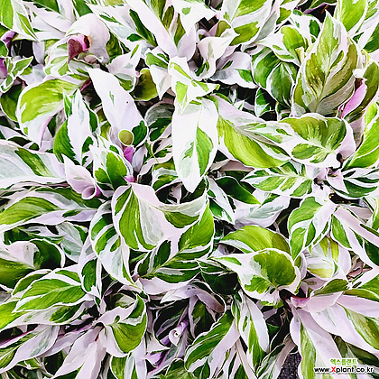 꽃나무드림 칼라데아 퓨전화이트 소품 무늬 고급식물 희귀 공기정화 반려식물