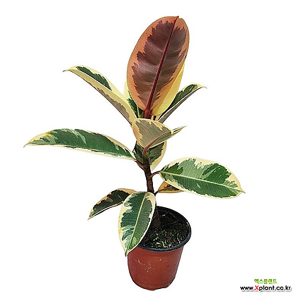 수채화고무나무 소품 공기정화식물 반려식물 루비수채화고무나무 05