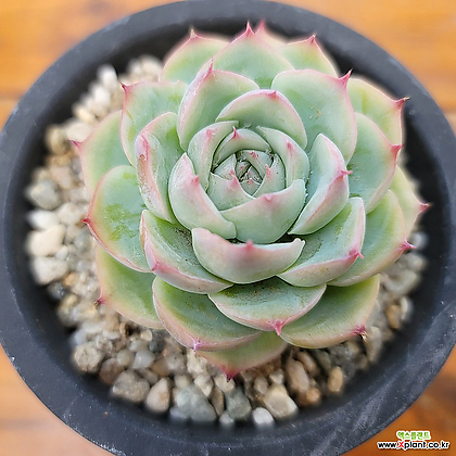 侧影 多肉植物 - Xplant