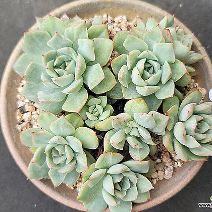 织锦自然群生 多肉植物 錦 - Xplant