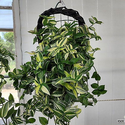 plant pieris Pieris 'Katsura' – Watson's Greenhouse main image 0