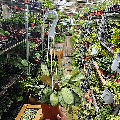 인테리어식물 행잉식물 거실화분 칼라데아 아마그리스 크테난테 소품 20-40cm 49