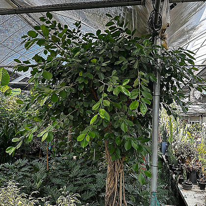 대만고무나무 특대 250cm