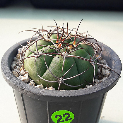 Gymnocalycium chiquitanum Cactus - Xplant