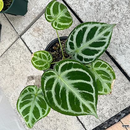 Anthurium dorayaki 1 観葉植物 - Xplant