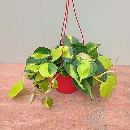 care of a wandering jew plant Wandering Jew Plant main image 1