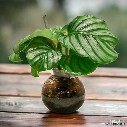 spike dracena Dracaena Indivisa Dracaena Spike Seeds 50 thru 1,000 Dracaena Seeds main image 1