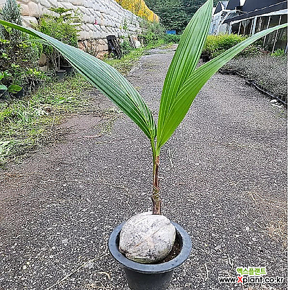 코코넛야자 80 90 cm