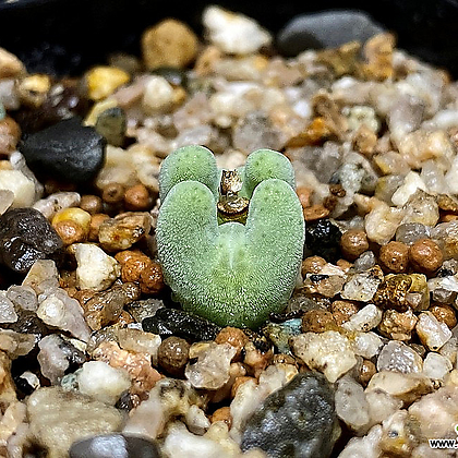 コノフィツム ビロブム EA272 Yahoo!オークション - コノフィツム ビロバム EA272 (Conophytum