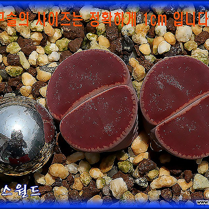리톱스 Lithops Chocolate Puddle 초코렛퍼들