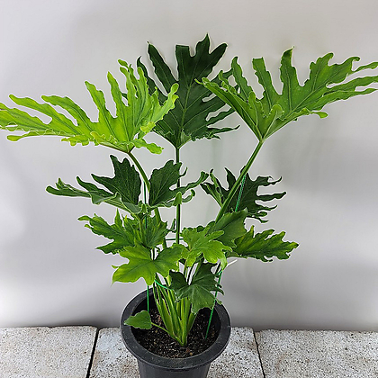 Philodendron Selloum Air purification - Xplant