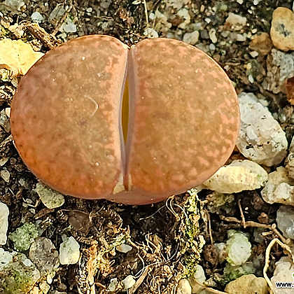 Conophytum friedrichiae(프레드리치에ㅖ