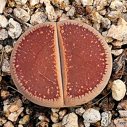L.aucampiae 'Chocolate puddle(초코렛퍼들)