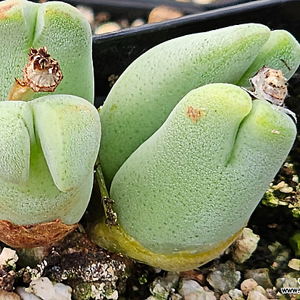 Conophytum bilobum (빌로붐)샤모니칼라일본