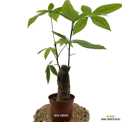굵직한 파키라 공기정화식물 40cm