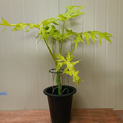 thuja plicata whipcord plant Whipcord Western Red Cedar main image 1
