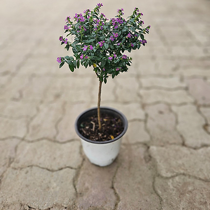 플랜츠펙토리 쿠페아 구피아 외목대 중품 외대식물 35-55cm 99