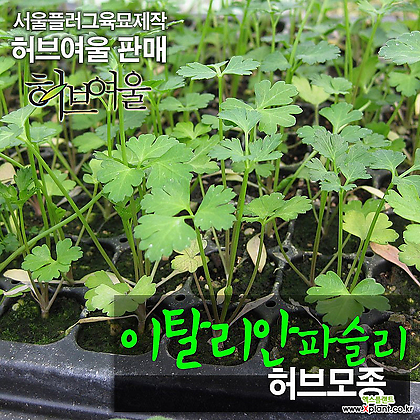 [허브여울모종] 이탈리안파슬리 (식용허브) 모종 2개 - 서울육묘생산 정품