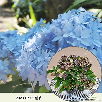여름특가 월동 별수국 20CM포트 가지풍성한 대품 정원수 조경수 꽃과정원이야기