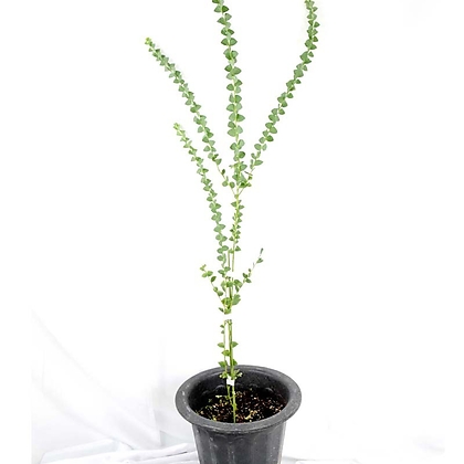 서비내 삼각잎 아카시아 Cultriformis acacia 플랜테리어 반려식물 꽃나무
