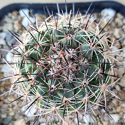 (Mammillaria craigii) Cactus - Xplant