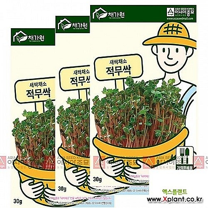아시아종묘 채소씨앗 - 새싹씨앗 적무순이(30gx3) 새싹채소