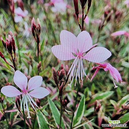 [진아플라워] 연한 핑크 꽃이 피는 어여쁜 바늘꽃  무늬가우라  029 화원 농원