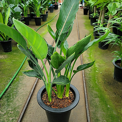 schnittlauch zimmerpflanze Schnittlauch (Allium schoenoprasum) – Plantsome main image 1
