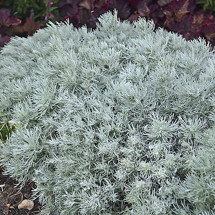 은쑥 Artemisia schmidtiana 노지월동 인테리어 플랜테리어 서비내