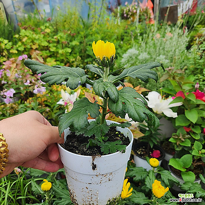 대국 노랑꽃식물 인기꽃식물 한정판매