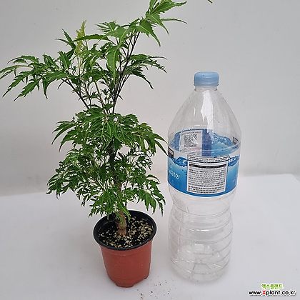 폴리시아스 (10cm화분) / 공기정화식물 / 실내식물