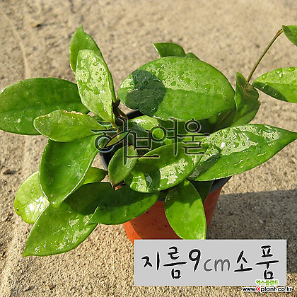 [허브여울관엽] 호야 카노사(wax plant 공기정화) 지름 9cm 소품화분