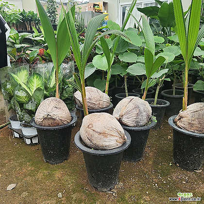 코코넛야자 대품 희귀식물 공기정화식물 인테리어식물 한정판매