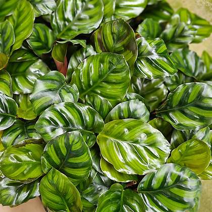 플랜츠펙토리 칼라데아 파시아타 소품 수입식물 10-25cm 69